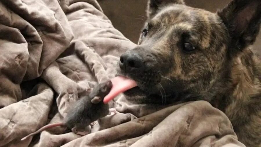 Cane mentre lecca un topolino