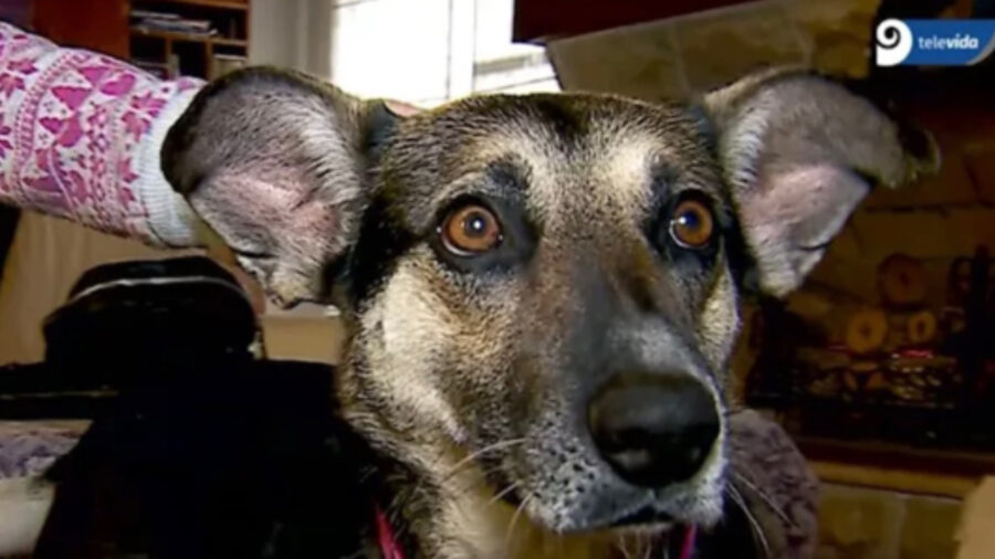 Cane di Luján torna dopo due anni