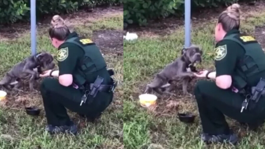 Cane legato a un palo viene salvato