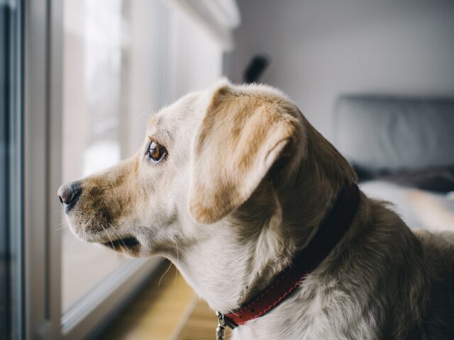 Marito non sopporta il modo di gestire il cane di sua moglie: il post su Reddit