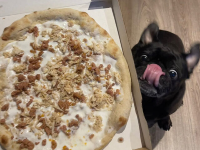 Il Carlino non riesce a smettere di leccarsi i baffi e gioire di fronte alla sua amata pizza