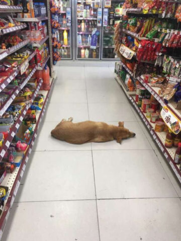 I proprietari di questo supermercato hanno aperto le loro porte al cane che stava soffrendo