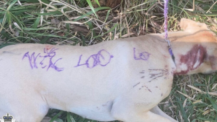 Cane salvato dai soccorritori