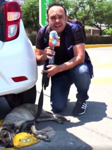 ll giornalista interrompe la sua trasmissione dal vivo pur di salvare il cane in difficoltà