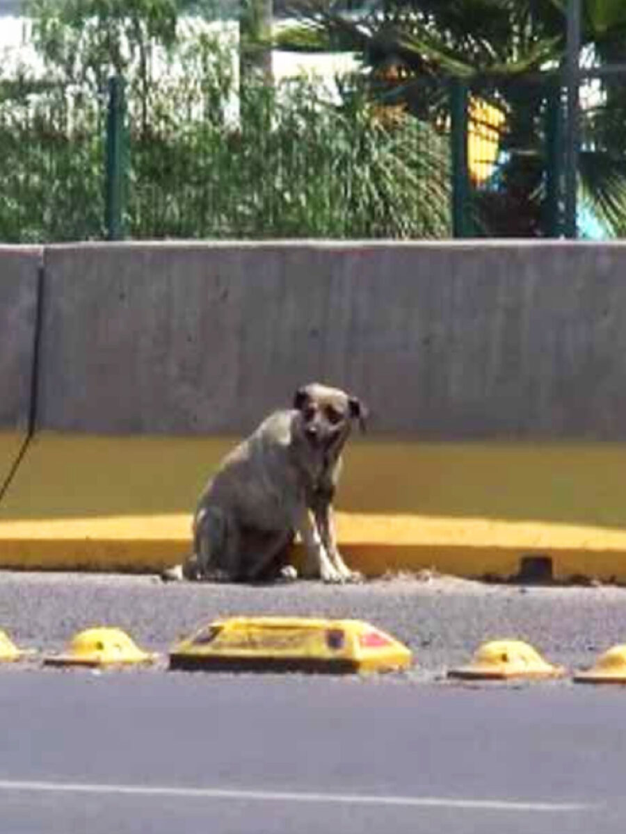 Cane viene salvato dal giornalista 