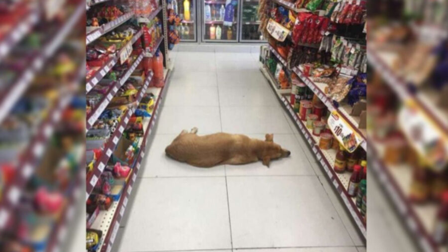 Cane riposa nel negozio