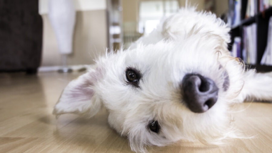 Marito dice che vuole ricollocare il cane della moglie