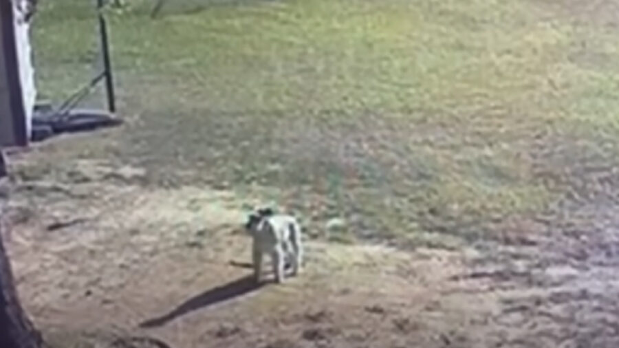 Cane scopre una bambina nel capanno