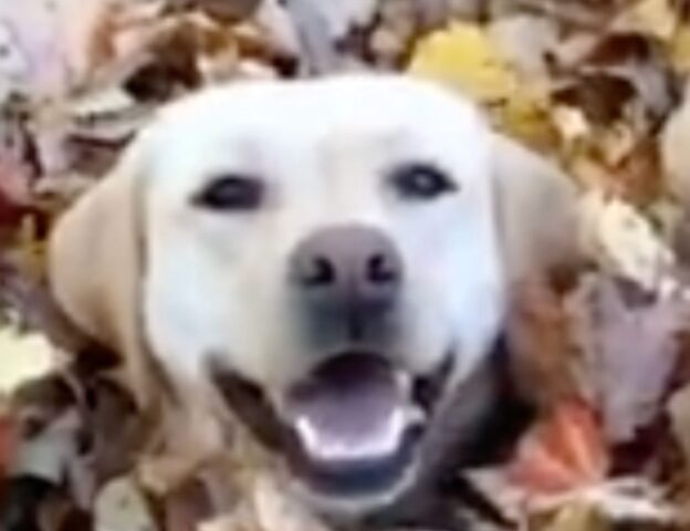 Cane si diverte in modo simpaticissimo gettandosi dentro montagne di foglie (VIDEO)