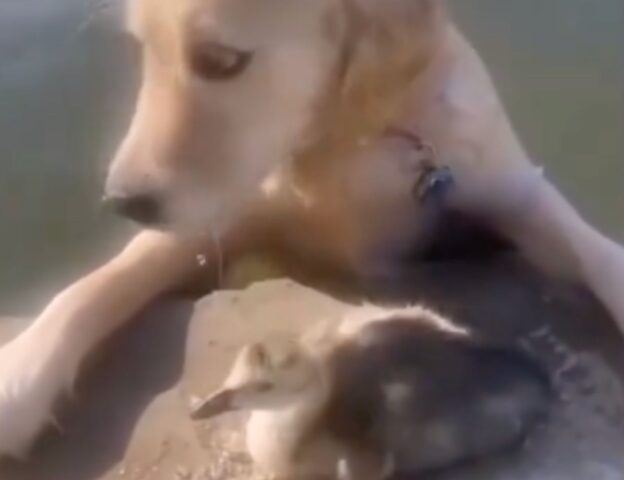 Cane si lancia in acqua per salvare una papera perchè pensava stesse affogando (VIDEO)