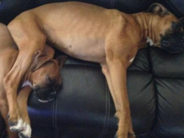 10 foto esilaranti di cani che credono nella propria versione degli “spazi personali”