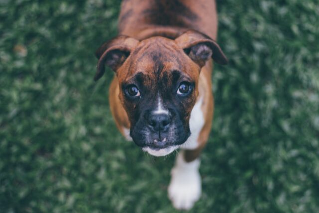 Cani per persone autistiche: le razze migliori, come scegliere e cosa sapere