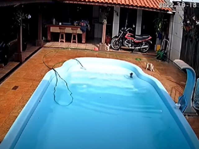 Pitbull salva un piccolo Chihuahua che stava annegando in piscina