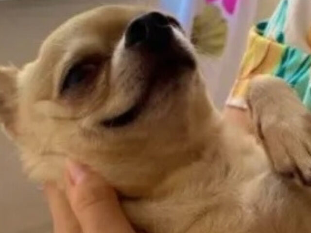 Il cucciolo di cane piange per “manipolare” il suo amico umano e riuscire ogni volta a mangiare un pezzo di formaggio