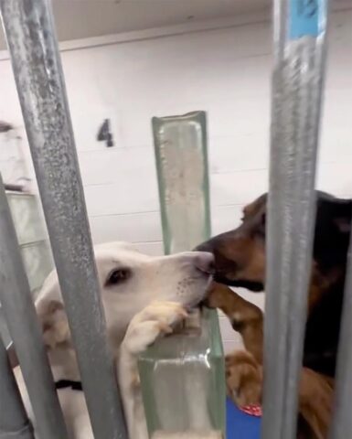 Chiusi in una gabbia, questi due cani si consolano l’uno con l’altro toccandosi attraverso le sbarre