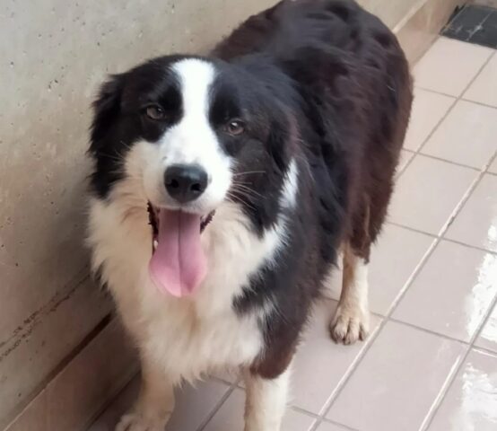 Dea, splendida Border Collie desidera una sorellina umana con cui giocare