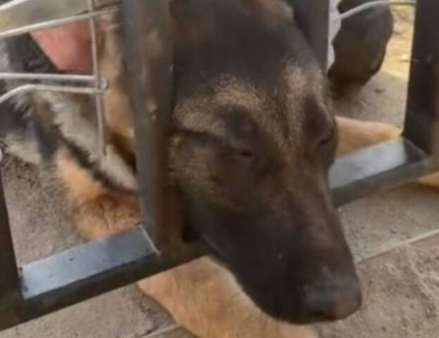 Dei ragazzi riescono a salvare questo cucciolo di cane che aveva la testa incastrata in una staccionata