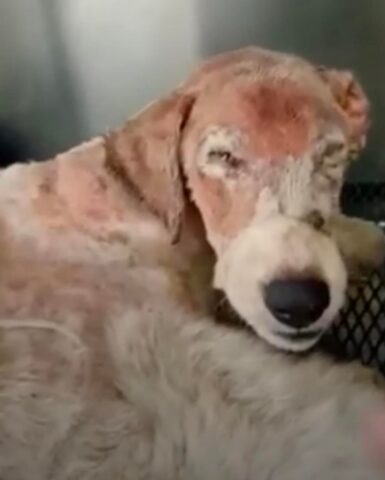 Gandhi, il cane vivo per miracolo ha bisogno di aiuto: è ancora in prognosi riservata