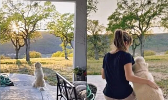 Il Golden Retriever adora sedersi con la sua umana al tramonto per godersi un momento romantico