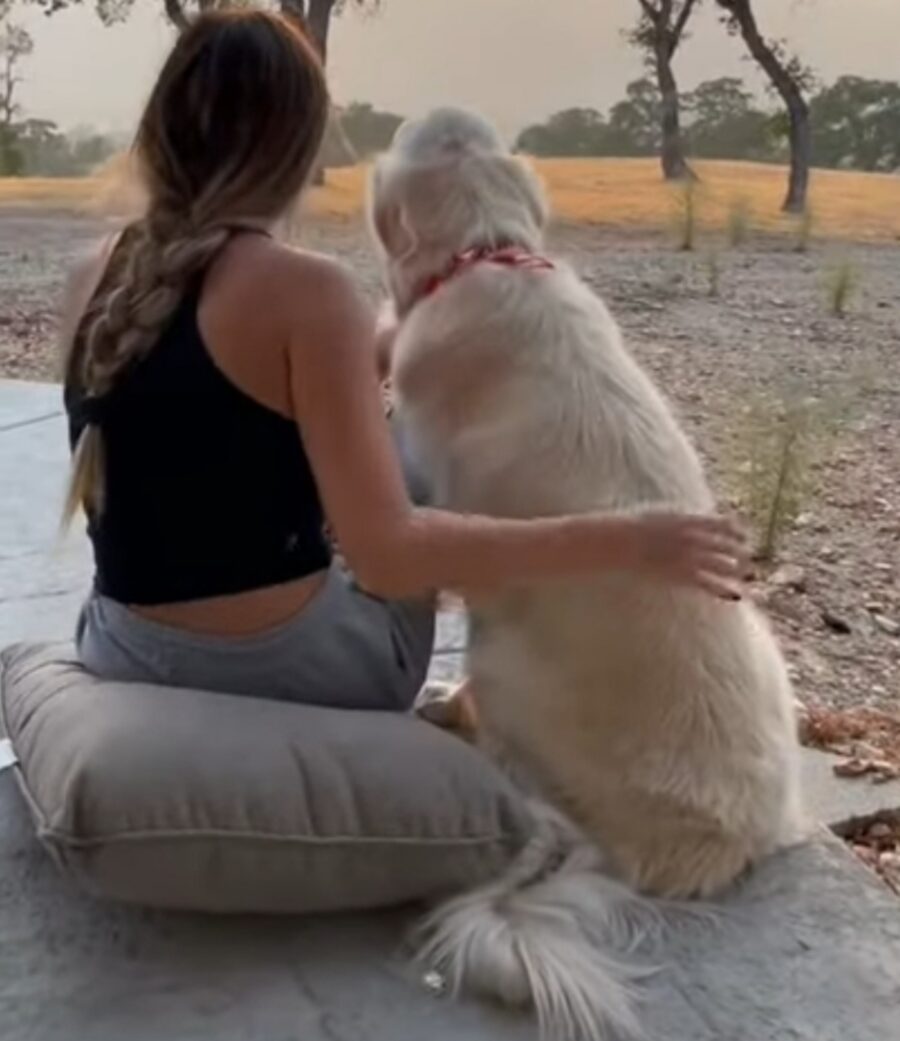 video del golden retriever