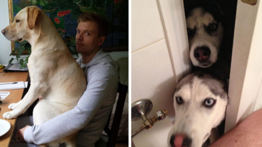 Foto di cani che non conoscono spazi personali