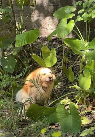 “I piaceri della vita”: questo Golden Retriever mostra il suo volto rilassato dopo essere andato in bagno