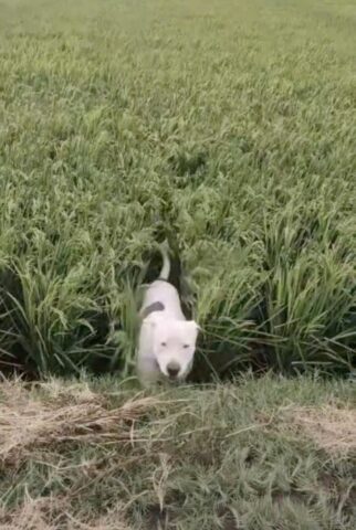 Il Pit Bull non riesce a contenere la sua felicità quando capisce di poter correre in un enorme prato