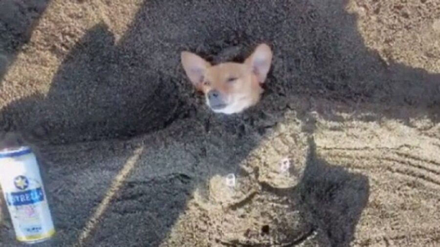 Il cagnolino mentre dorme in spiaggia