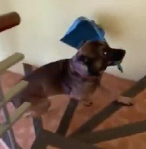 Il cane “casalingo” aiuta la sua mamma a fare le pulizie ed è un vero portento