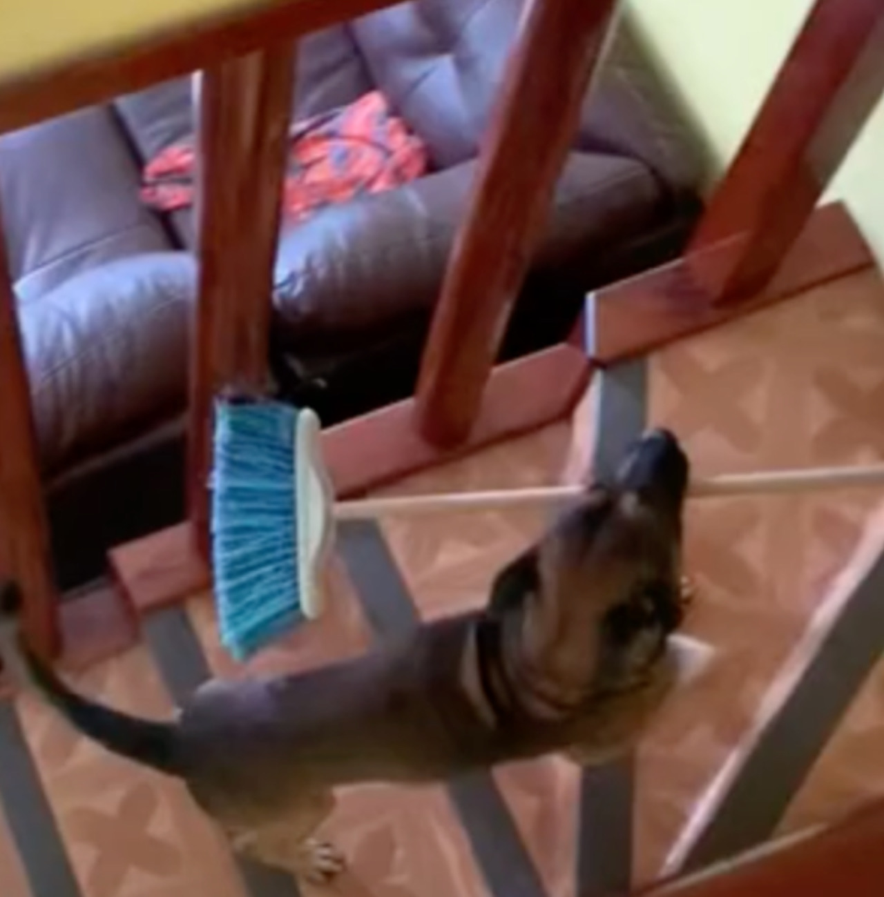 Il cane Arturo è un bravissimo aiutante nelle pulizie 