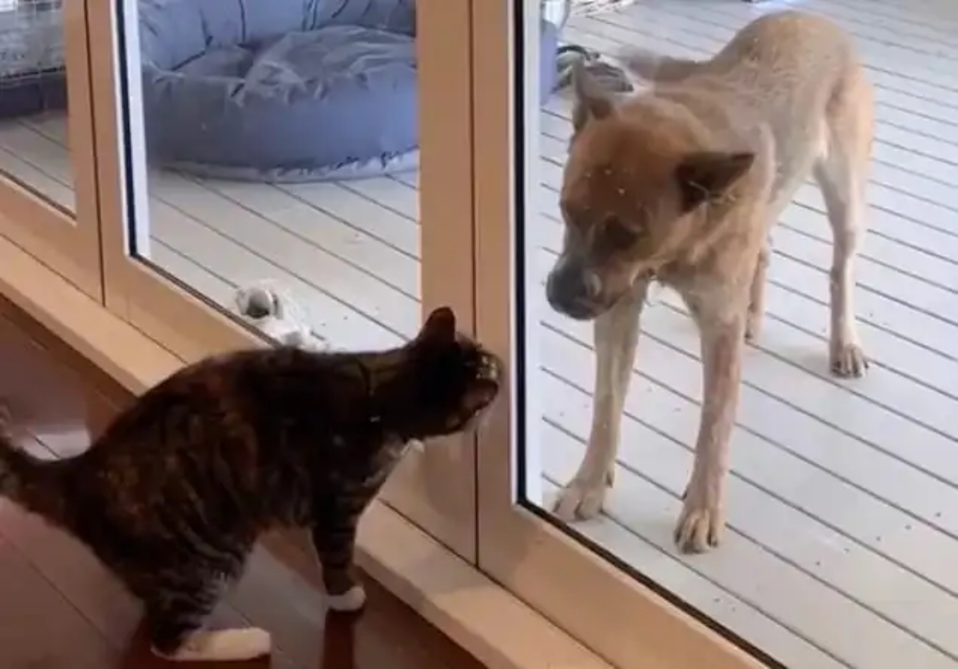 gatto e cane