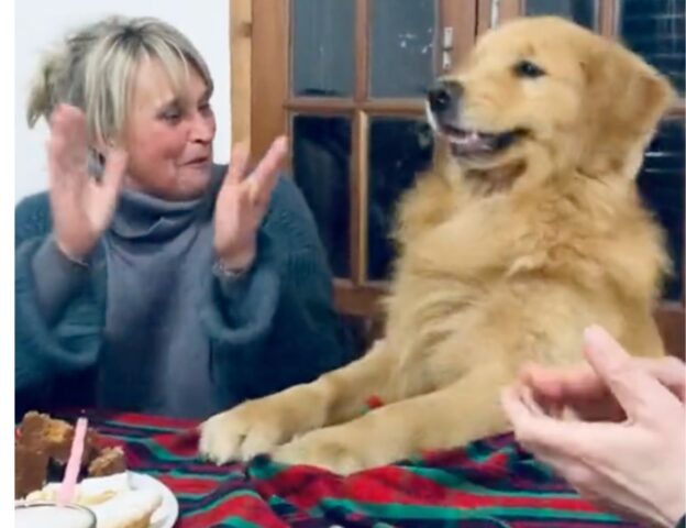 Il cane impazzisce di gioia quando i suoi genitori umani cominciano a cantare per lui