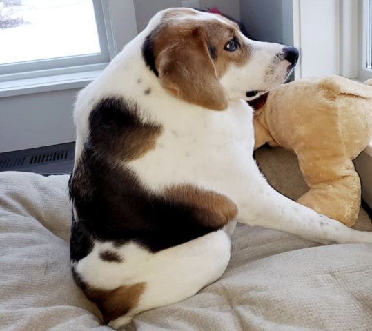 Il cane nato senza il collo supera tutti gli ostacoli e sfida le sue possibilità: così trova la sua famiglia perfetta