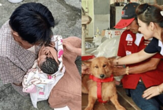 Il cane senzatetto portava un “fagotto tra i denti”: quel giorno salvò una vita umana