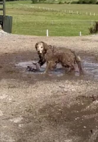 Il cane si rotola nel fango in un modo incontenibile: diventa un vero e proprio “mostro”