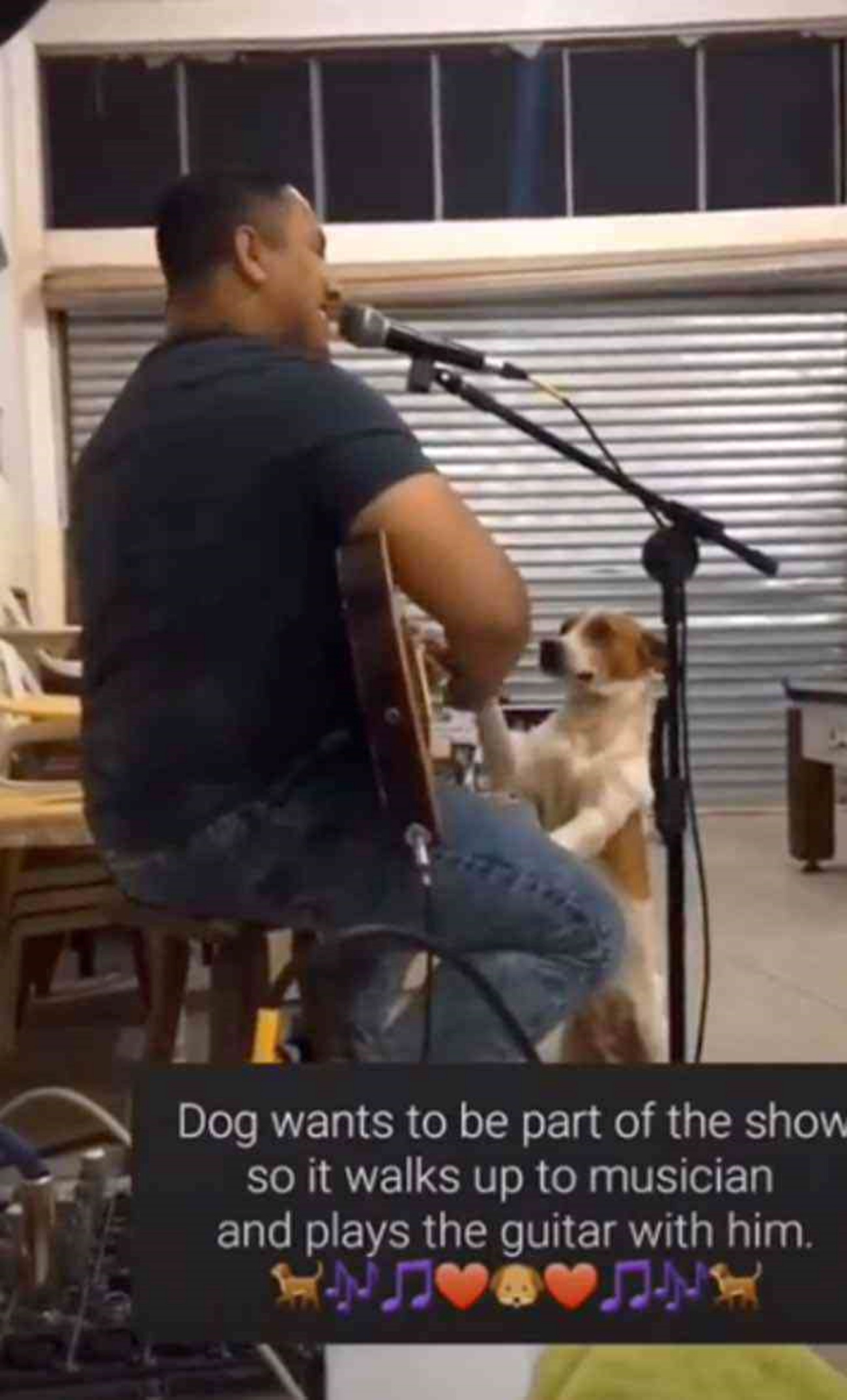 cane e cantante