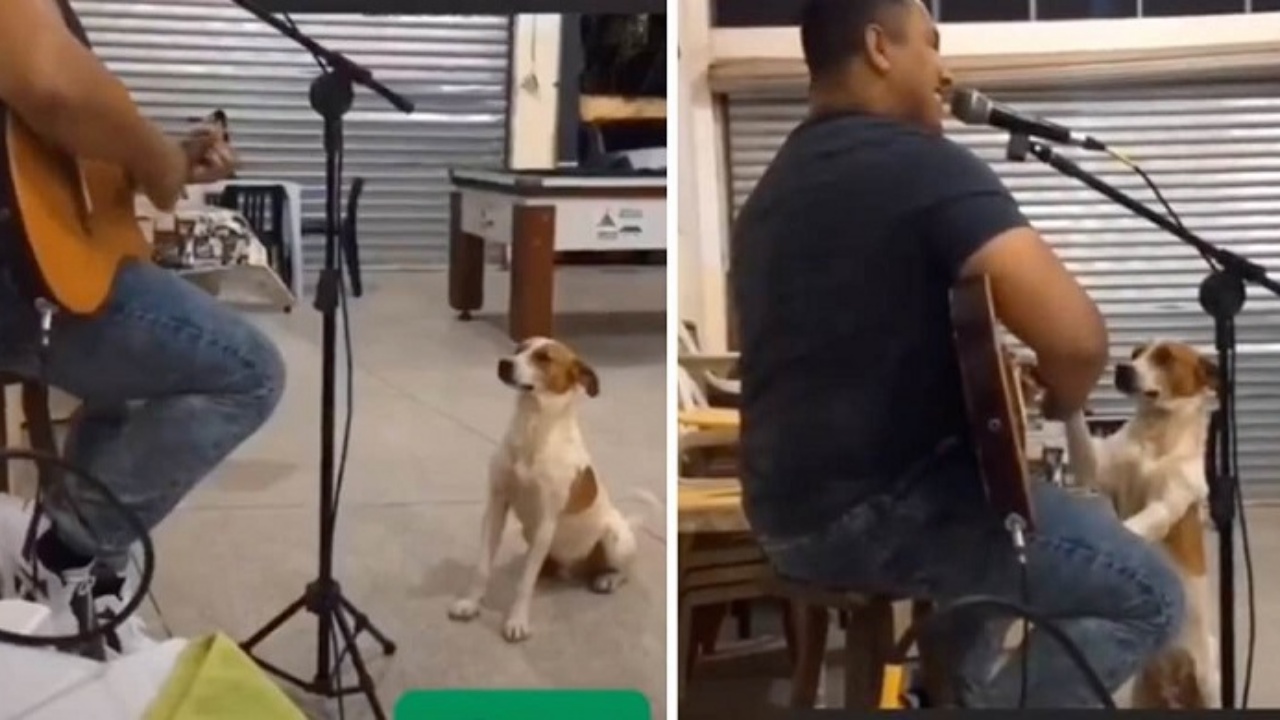 cane con musicista 