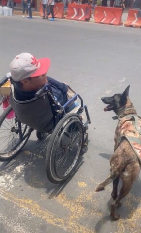 Il cane spinge la carrozzella del suo padrone disabile aiutandolo ad attraversare la strada