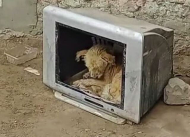 Il cucciolo senza speranza ha iniziato a rifugiarsi in un vecchio televisore pur di non soffrire il freddo