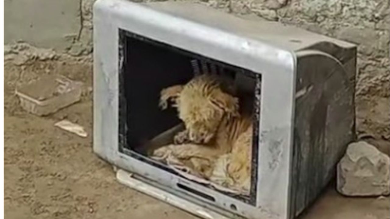 Cucciolo si ripara in un televisore pr non sentire freddo
