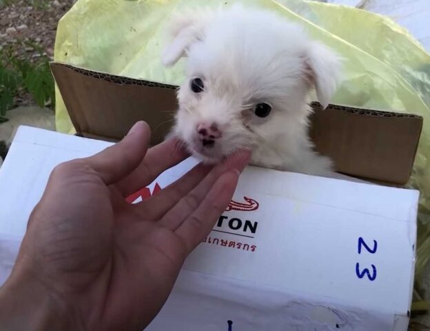 Il cucciolo triste sta aspettando per strada l’aiuto di qualcuno