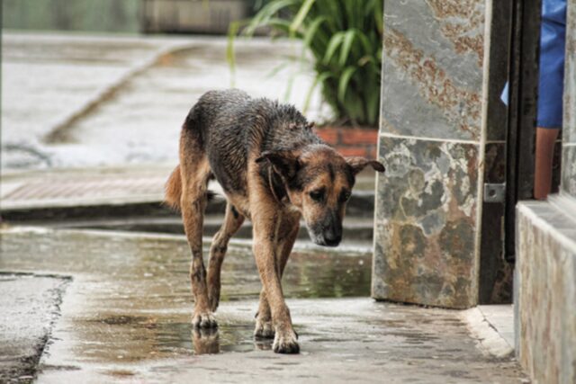 Il magazziniere sfama il cane randagio con il suo pranzo e il cane lo ripaga salvandolo