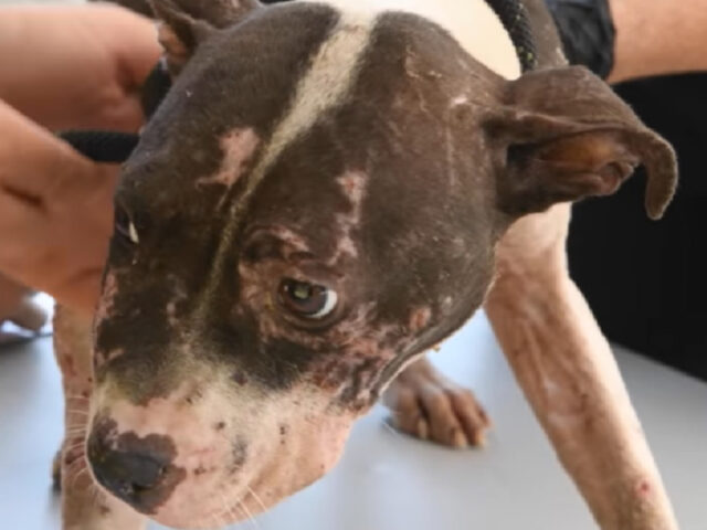 Le autorità fermano la più grande organizzazione di combattimenti per cani