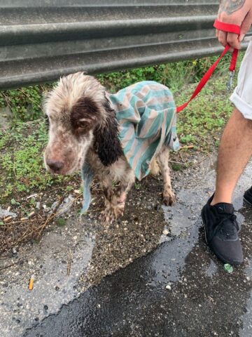 Joe, il cane a cui hanno spezzato la zampa ha bisogno di tornare a vivere