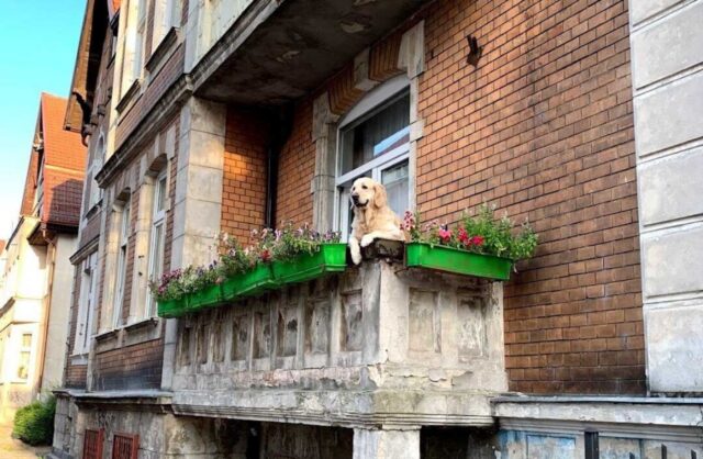 La Golden Retriever si affaccia al balcone ogni giorno e diventa l’idolo di tutti i turisti