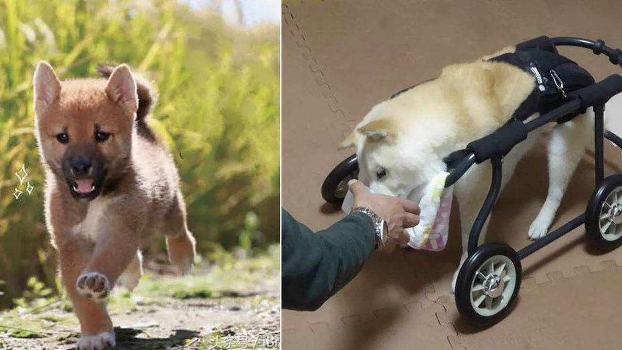 La famiglia si prende cura del suo cane