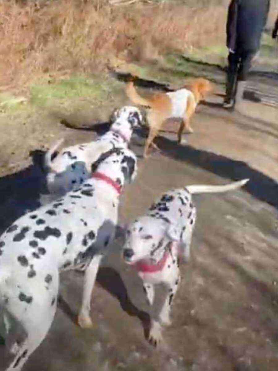 Labrador cammina con i Dalmata