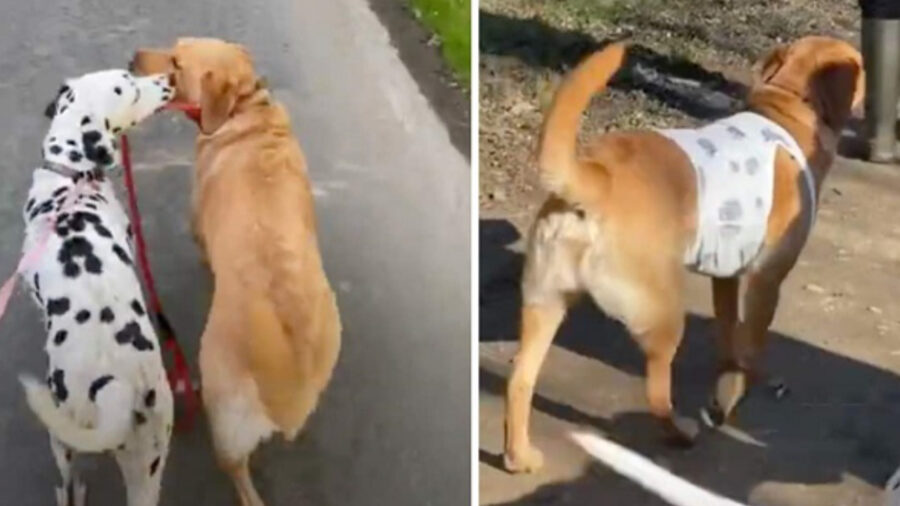 Labrador con il maglioncino da Dalmata