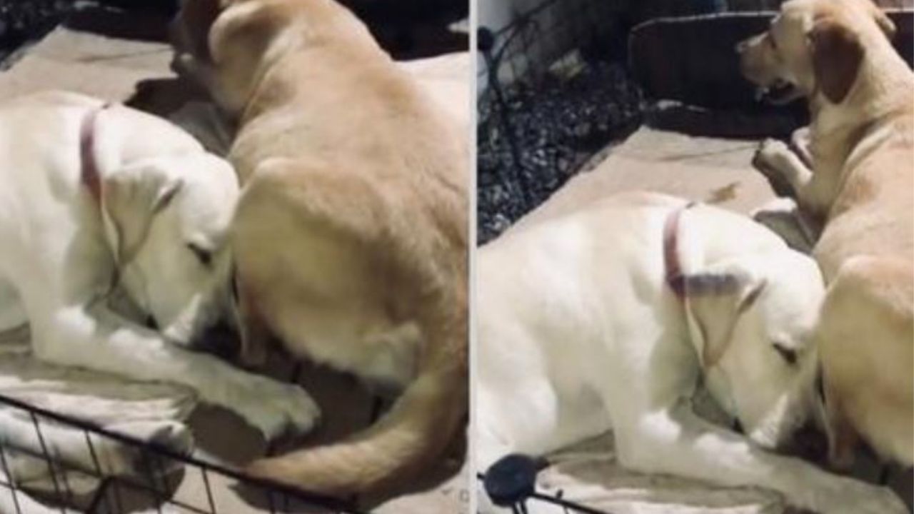Un cane che poggia la testa su un altro cane