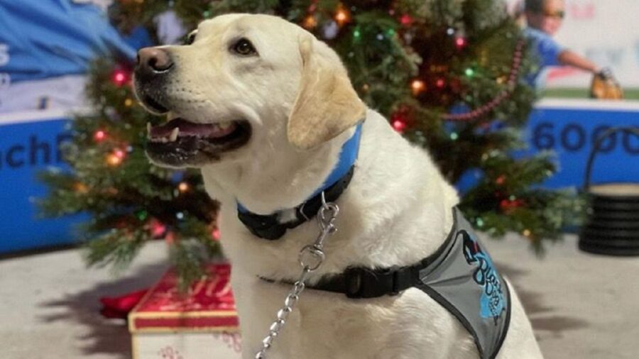 L'adorabile cucciolo con la pettorina azzurra